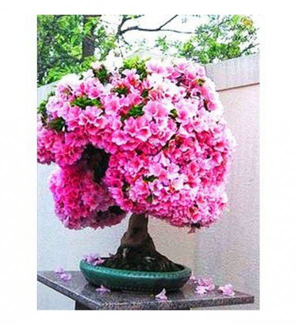 Erguvan Bonzai Ağacı Tohumu 5 Adet Bonsai Ağacı Tohumu - 2