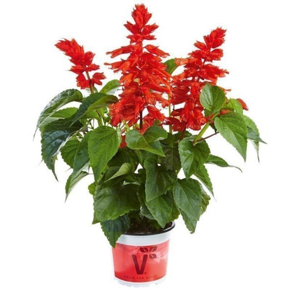 Kırmızı Ateş Çiçeği Tohumu Ekim Seti - 3