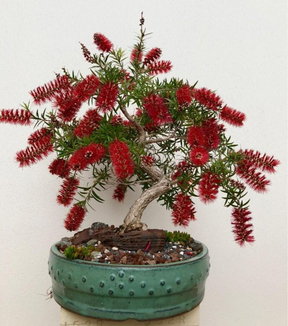 Nadir İthal Callistemon Bonzai Ağacı Tohumu Ekim Seti - 4