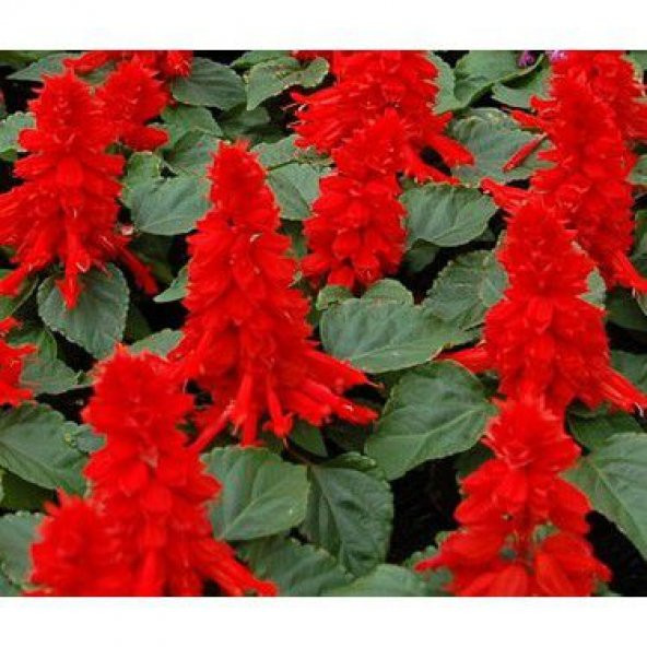 Kırmızı Ateş Çiçeği Tohumu Ekim Seti - 4