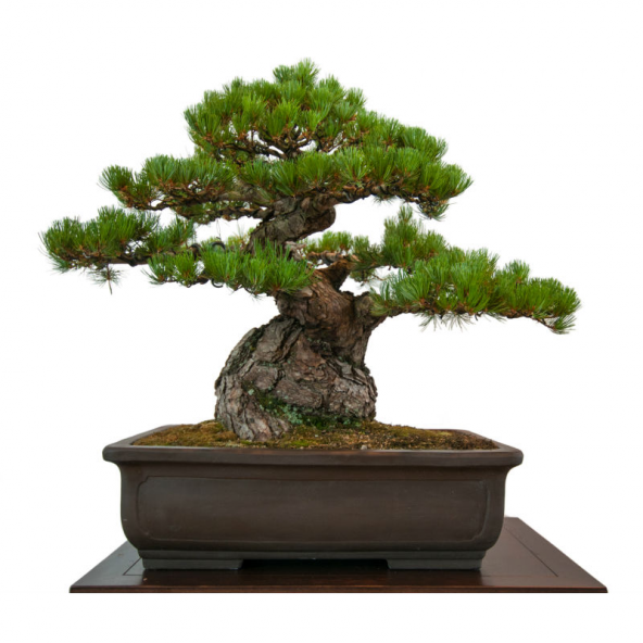 Fıstık Çamı Bonzai Ağacı Tohumu 2 Adet Bonsai Ağacı Tohumu - 1