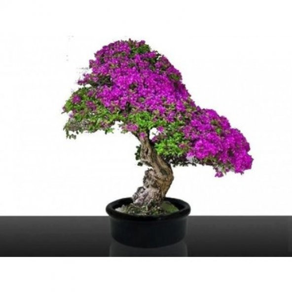 Erguvan Bonzai Ağacı Tohumu 5 Adet Bonsai Ağacı Tohumu - 4