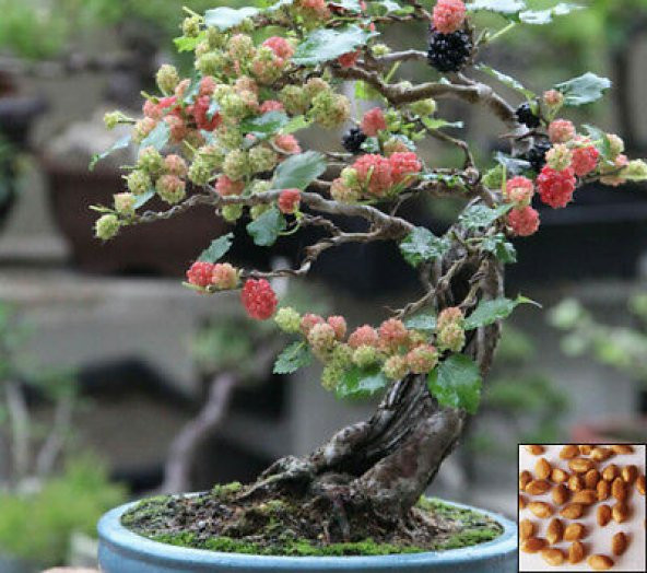 Karadut Bonzai Ağacı Tohumu 5 Adet Bonsai Ağacı Tohumu - 2