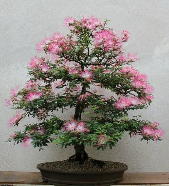 Gülibrişim Bonzai Ağacı Tohumu 5 Adet Bonsai Ağacı Tohumu - 3