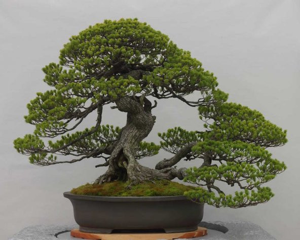 Fıstık Çamı Bonzai Ağacı Tohumu 2 Adet Bonsai Ağacı Tohumu - 4
