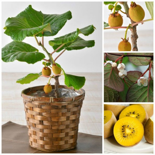 Kivi Bonzai Ağacı Tohumu 5 Adet Bonsai Ağacı Tohumu - 3