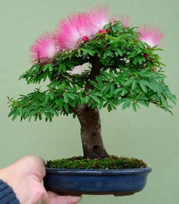 Gülibrişim Bonzai Ağacı Tohumu 5 Adet Bonsai Ağacı Tohumu - 5