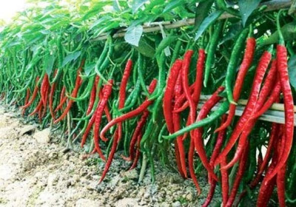 Nadir İthal Uzun Kırmızı Acı Biber Tohumu 5 Adet Tohum - Resim 3