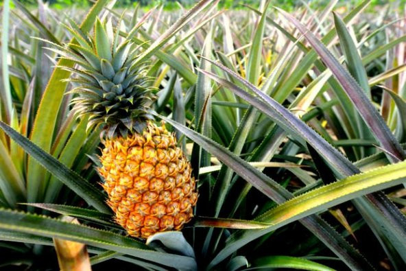 Tropikal Ananas Meyvesi Tohumu 5 Adet Tohum - 2
