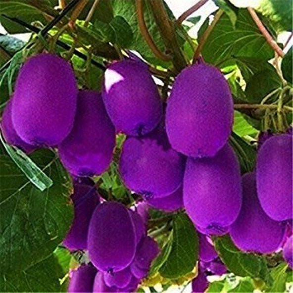 Nadir İthal Mor Kivi Ağacı Tohumu 5 Adet Tohum Purple Kivi - 2