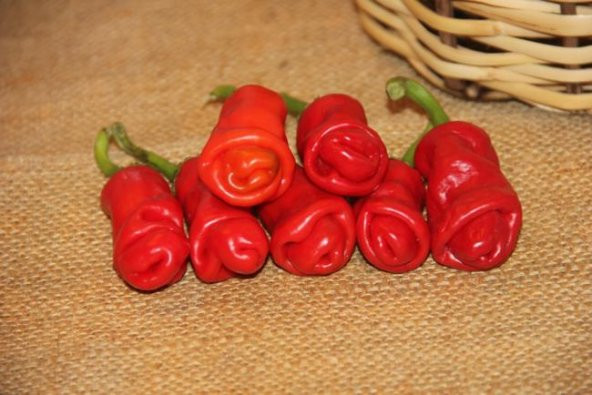 Nadir İthal Kırmızı Acı Biber Tohumu 5 Adet Tohum - Resim 2