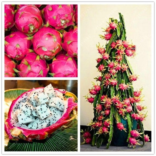 Bodur Saksılık Pitaya Meyvesi Tohumu 10 Adet Tohum Pithaya Fruit - Resim 2