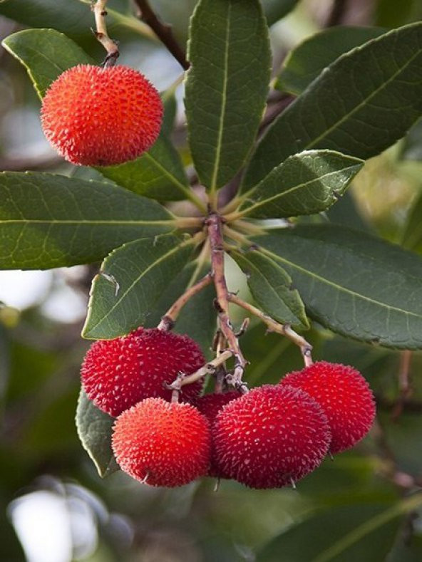 Tropikal Çin Çileği Tohumu 2 Adet Tohum Myrica Çilek - 2