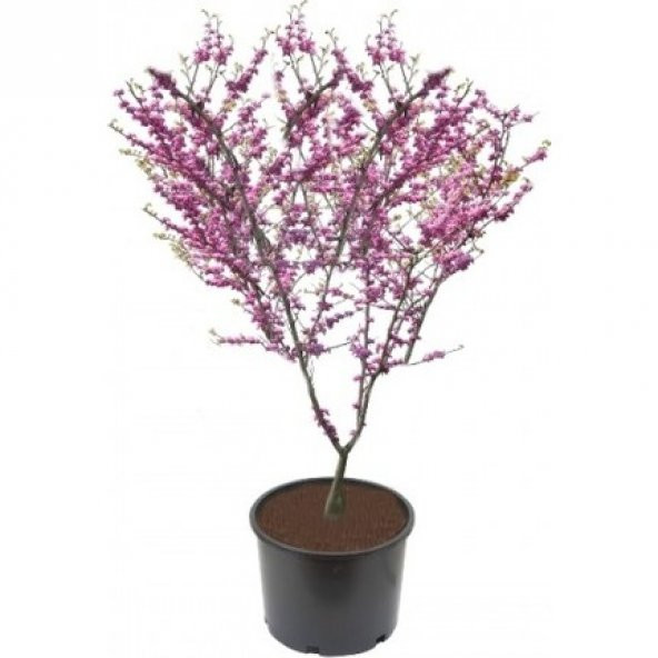 Nadir Erguvan Ağacı Tohumu 10 Adet Tohum