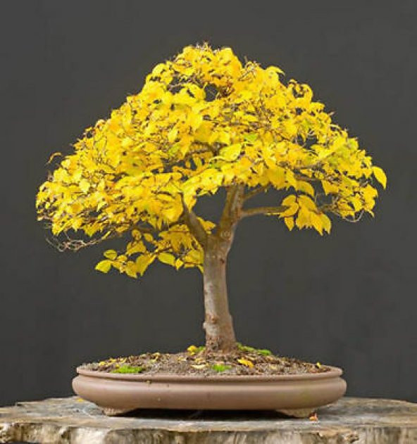 Liquidambar Bonzai Ağacı Tohumu 5 Adet Bonsai Ağacı Tohumu - 5