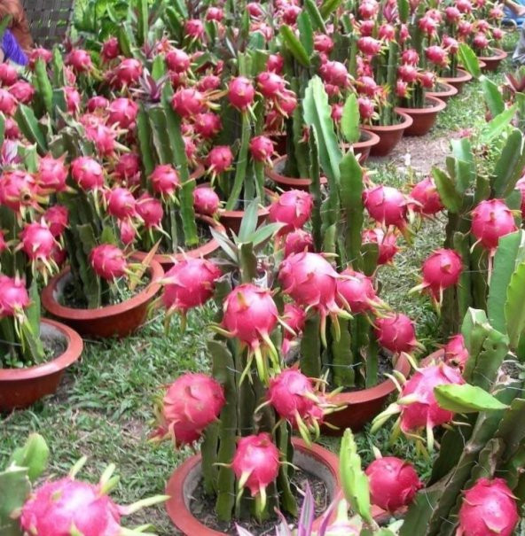 Bodur Saksılık Pitaya Meyvesi Tohumu 10 Adet Tohum Pithaya Fruit - Resim 4