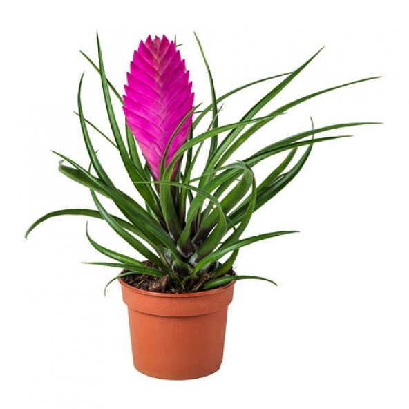 Nadir Tillansia Çiçeği Tohumu 5 Adet Tohum Airplant