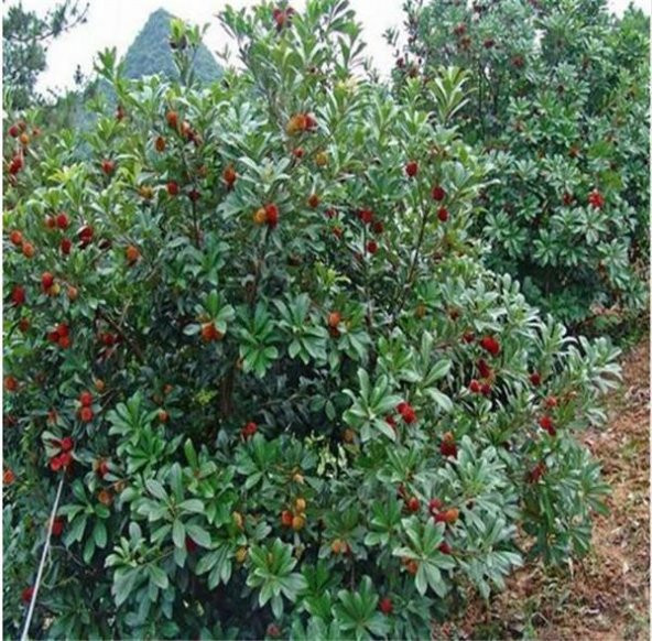 Tropikal Çin Çileği Tohumu 2 Adet Tohum Myrica Çilek - 4