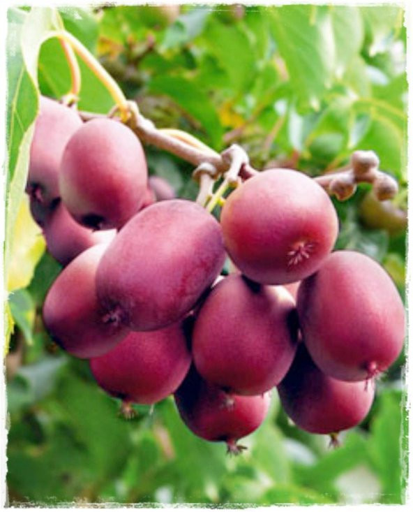 Tropikal Kırmızı Kivi Tohumu 5 Adet Tohum - 3