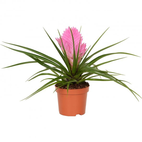 Nadir Tillansia Çiçeği Tohumu 5 Adet Tohum Airplant - Resim 2