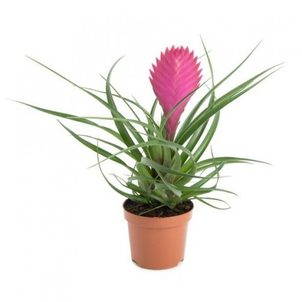 Nadir Tillansia Çiçeği Tohumu 5 Adet Tohum Airplant - Resim 3