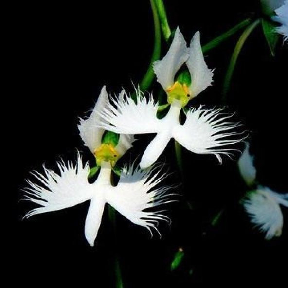 Nadir Japon Radiata Orkide Tohumu 5 Adet Tohum Çiçek Tohumu - Resim 2