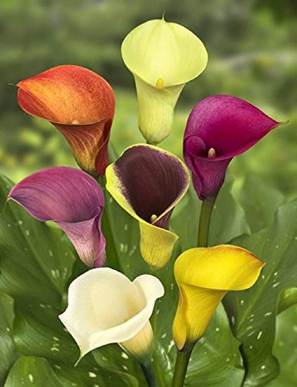 7 Farklı Renk Calla Lilly Tohumu 7 Adet Tohum Çiçek Tohumu