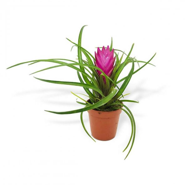 Nadir Tillansia Çiçeği Tohumu 5 Adet Tohum Airplant - Resim 4
