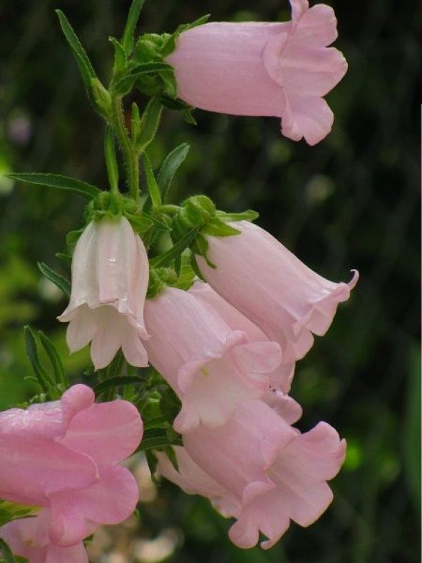 Pembe Çan Çiçeği Tohumu 5 Adet Tohum Çiçek Tohumu - 5