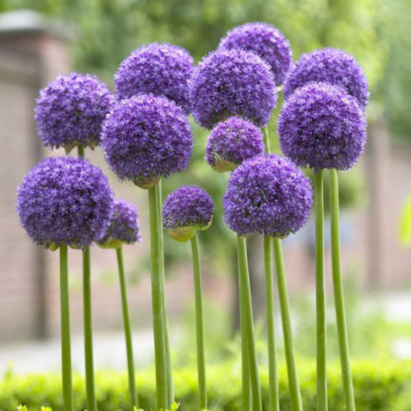 Dev Mor Allium Çiçeği Tohumu 3 Adet Tohum Çiçek Tohumu - 3