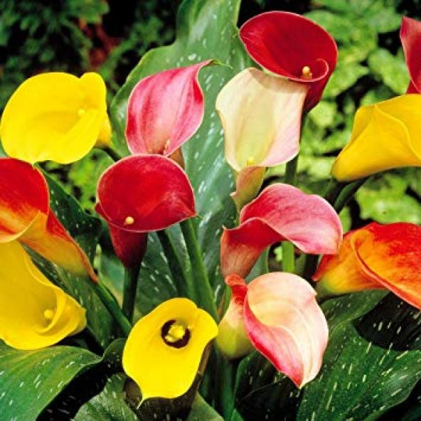 7 Farklı Renk Calla Lilly Tohumu 7 Adet Tohum Çiçek Tohumu - 2