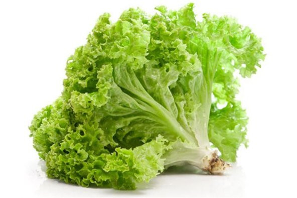 Kıvırcık Marul Tohumu 100 Adet Tohum Sebze Tohumu ürün görseli