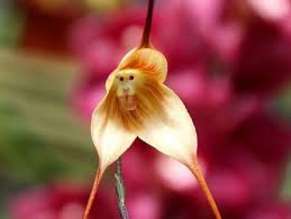 Nadir Maymun Orkide Tohumu 5 Adet Tohum Çiçek Tohumu - 3