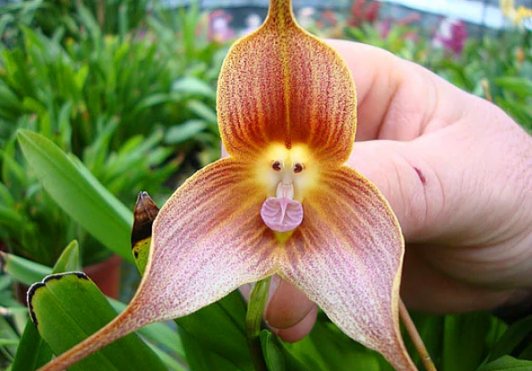 Nadir Maymun Orkide Tohumu 5 Adet Tohum Çiçek Tohumu - 4