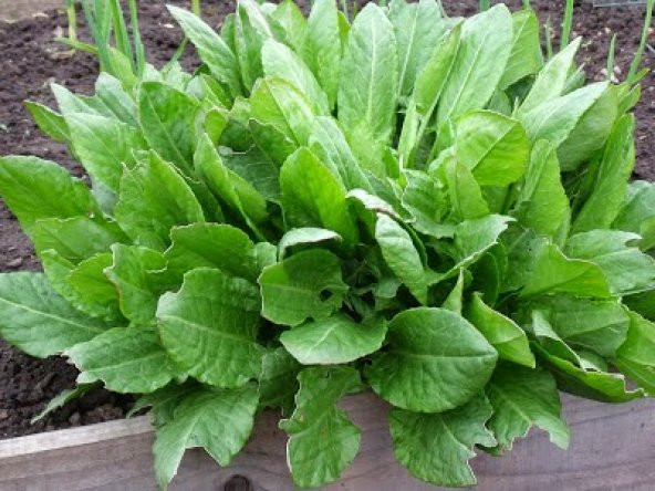 Kuzu Kulağı Koç Kulağı Ekşiotu Tohumu 100 Adet Tohum - Resim 2