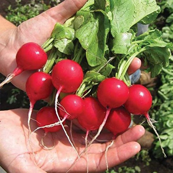 Kırmızı Fındık Turp Tohumu 50 Adet Tohum - 2