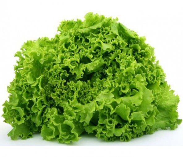 Kıvırcık Marul Tohumu 100 Adet Tohum Sebze Tohumu - Resim 3