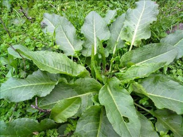 Kuzu Kulağı Koç Kulağı Ekşiotu Tohumu 100 Adet Tohum - Resim 3