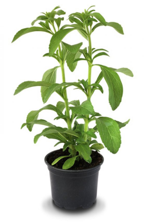 Stevia Ekim Seti 10 Adet Tohum Saksı Toprak Şekerotu