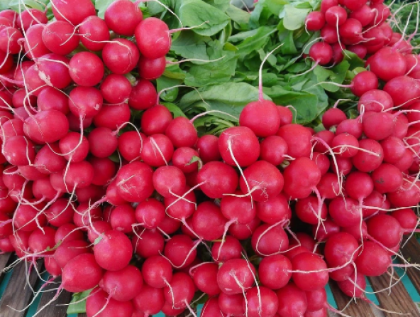 Kırmızı Fındık Turp Tohumu 50 Adet Tohum - 3