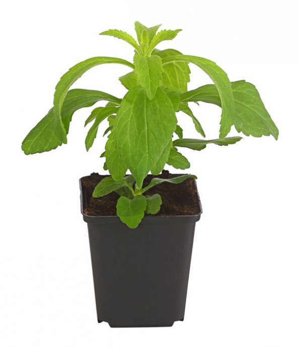 Stevia Ekim Seti 10 Adet Tohum Saksı Toprak Şekerotu - 2