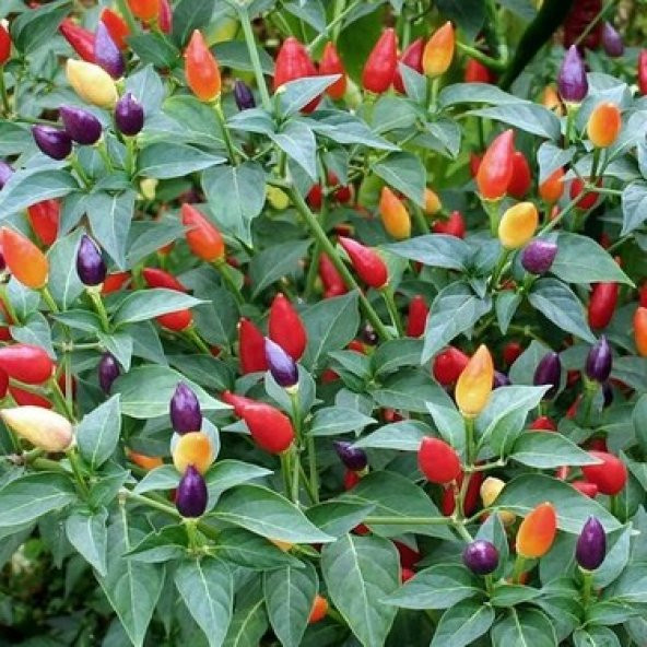 Yediveren Acı Süs Biberi Tohumu 25 Adet Biber Tohumu - 5