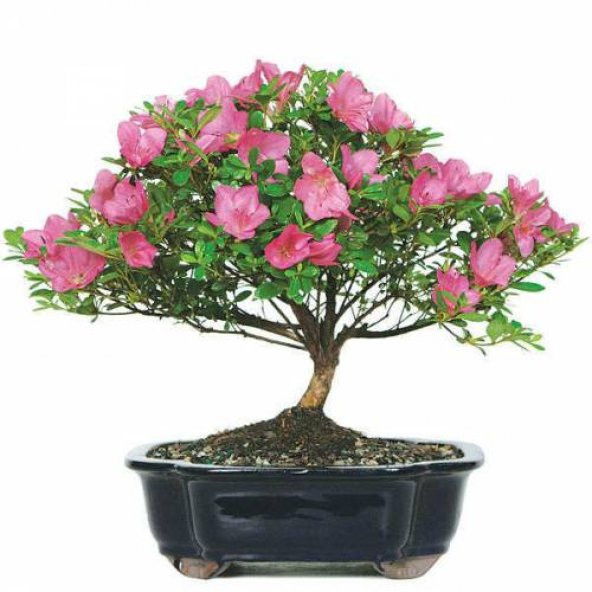 Orkide Bonzai Ağacı Tohumu 5 Adet Bonsai Ağacı Tohumu