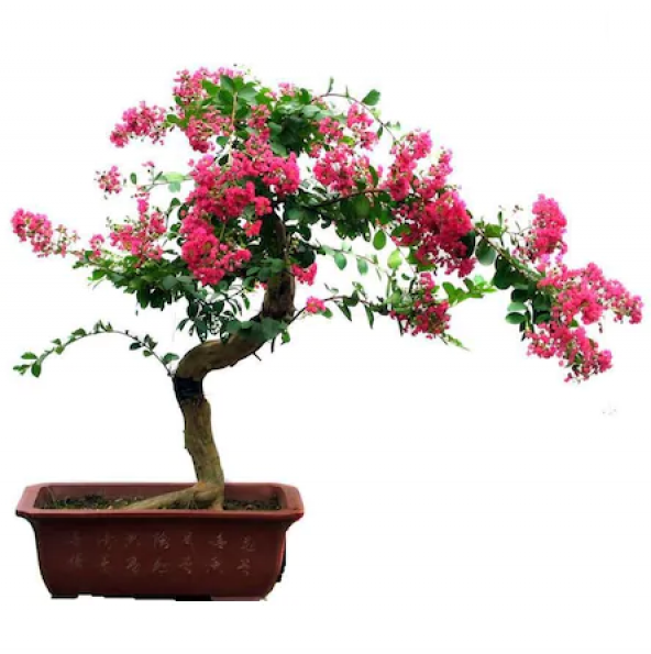 Krep Mersin Bonzai Ağacı Tohumu 5 Adet Bonsai Ağacı Tohumu