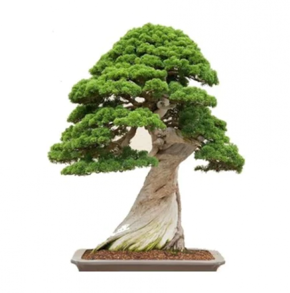Okaliptüs Bonzai Ağacı Tohumu 5 Adet Bonsai Ağacı Tohumu ürün görseli