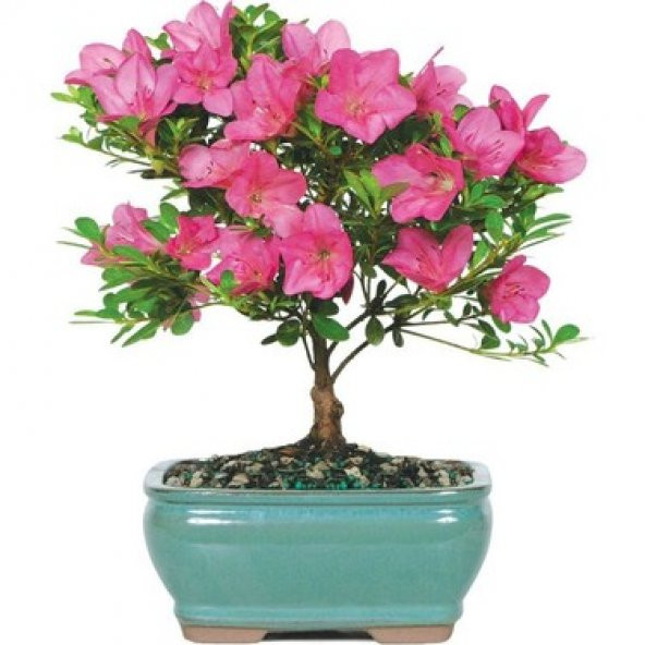 Orkide Bonzai Ağacı Tohumu 5 Adet Bonsai Ağacı Tohumu - 2