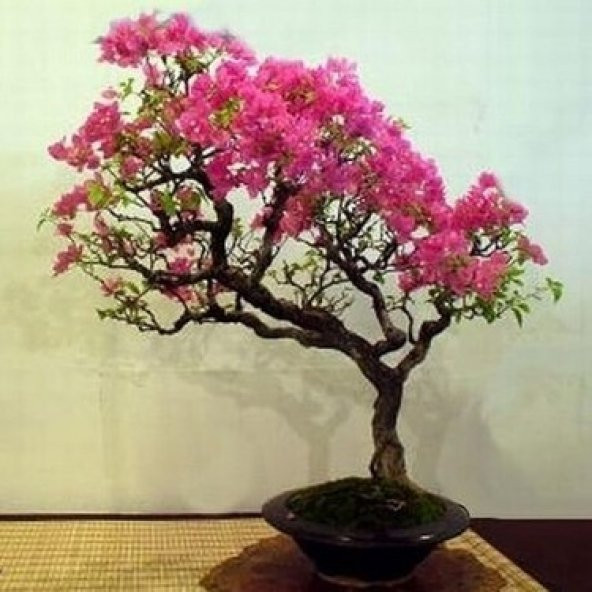 Krep Mersin Bonzai Ağacı Tohumu 5 Adet Bonsai Ağacı Tohumu - 2