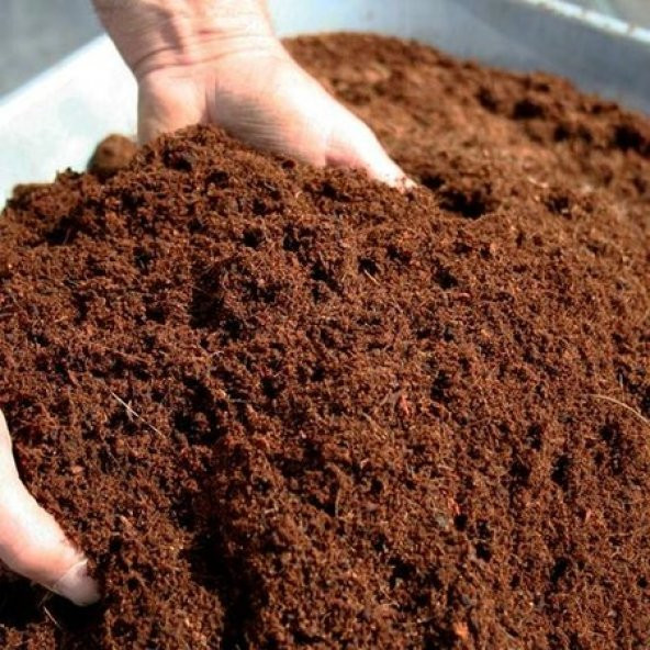Stevia Ekim Seti 10 Adet Tohum Saksı Toprak Şekerotu - 5