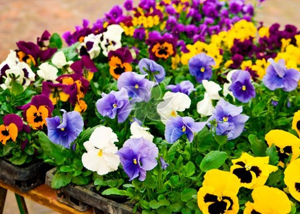 Karışık Hercai Menekşe Çiçeği Ekim Seti 5 Adet Tohum Saksı Toprak Çiçek Tohumu - 3