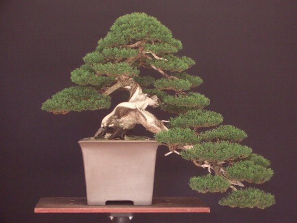 Bodur Lübnan Sediri Bonzai Ağacı Tohumu 5 Adet Bonsai Ağacı Tohumu